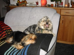 Bonny mit Sissi auf dem Sofa